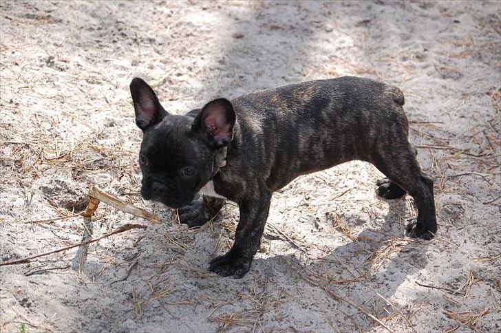 Fransk bulldog Payton <3 billede 2