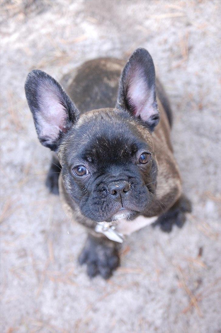 Fransk bulldog Payton <3 billede 9