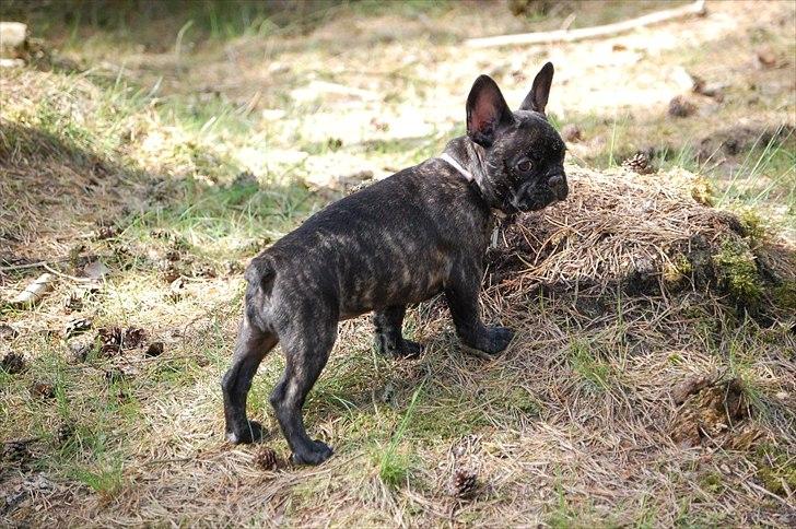 Fransk bulldog Payton <3 billede 15