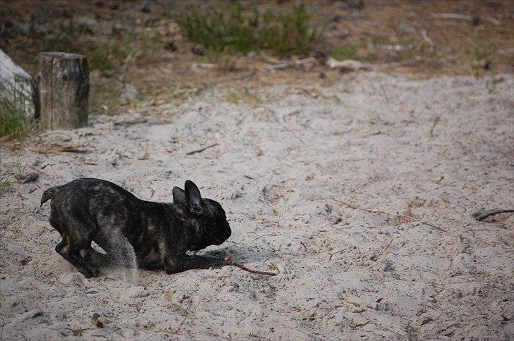 Fransk bulldog Payton <3 billede 12