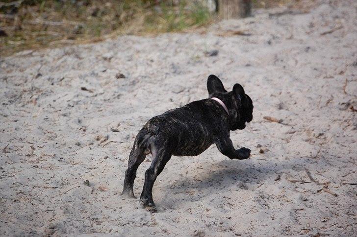 Fransk bulldog Payton <3 billede 16