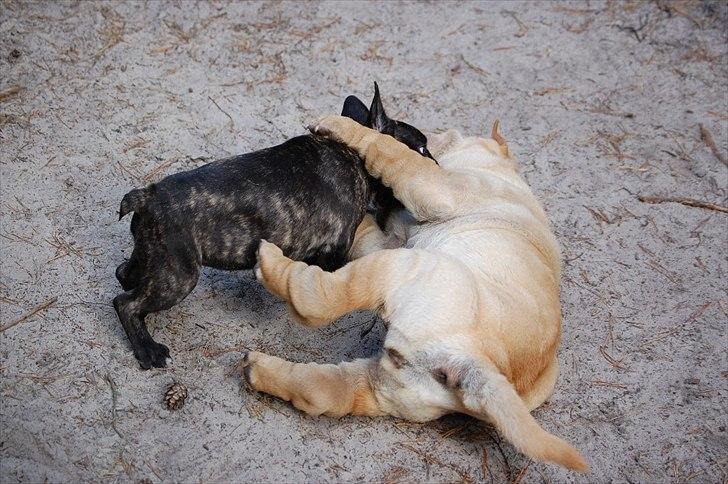 Fransk bulldog Payton <3 billede 17