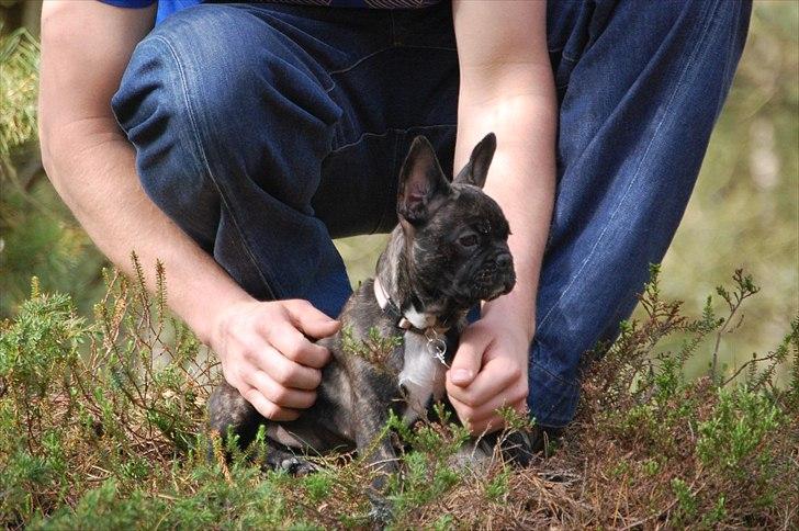 Fransk bulldog Payton <3 billede 7