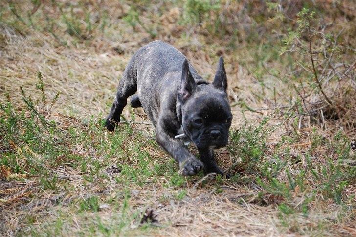 Fransk bulldog Payton <3 billede 18