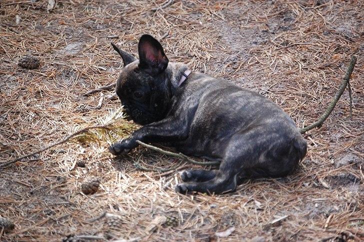 Fransk bulldog Payton <3 billede 19