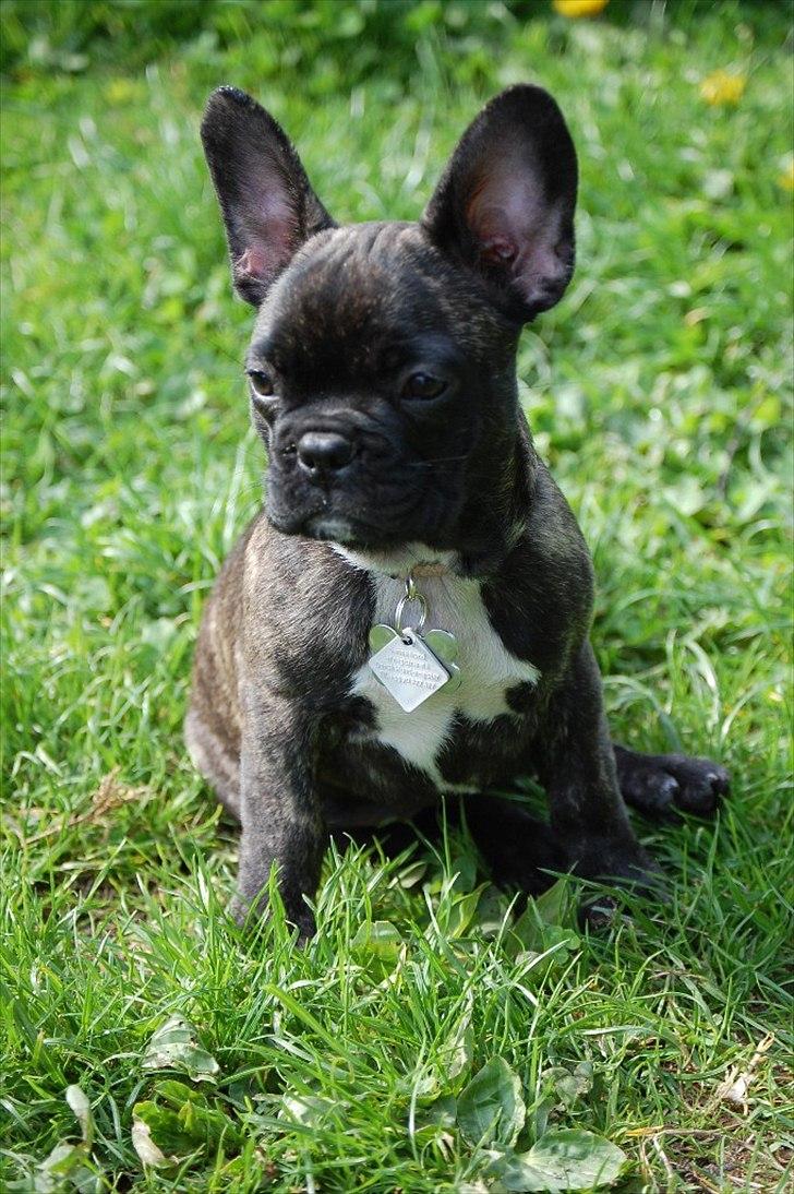 Fransk bulldog Payton <3 billede 1