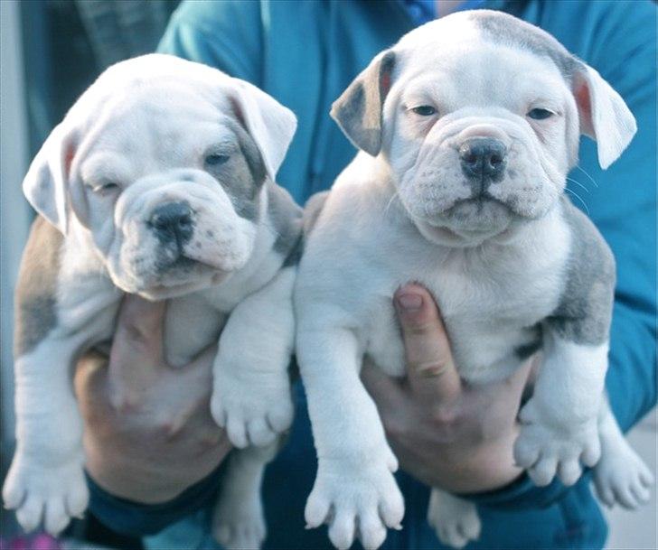 Olde english bulldogge Bullforce Little Bluebell billede 3