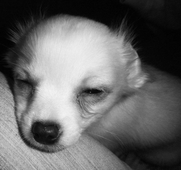 Chihuahua Loui billede 5