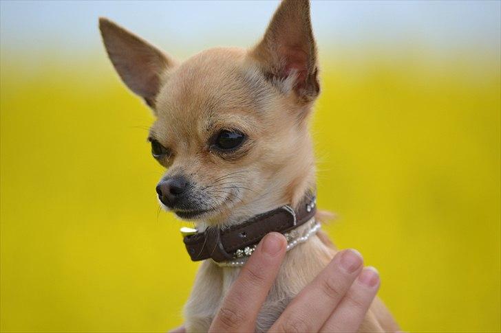 Chihuahua | Lulubell a´diva deluxe billede 6