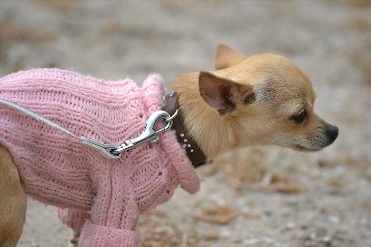 Chihuahua | Lulubell a´diva deluxe billede 7