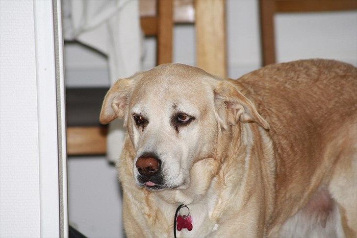 Blanding af racer Sille - Sille er lige stået op (-; billede 7