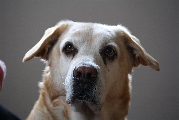 Blanding af racer Sille - Hvad er det du har der?? Må jeg smage?? :D <3 billede 8