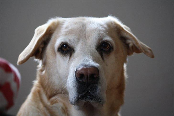 Blanding af racer Sille - Smukke Sillepigen <3. billede 1