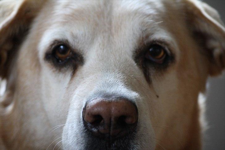 Blanding af racer Sille - Nærbillede på Morhund <3 billede 2