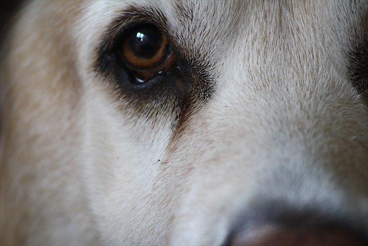 Blanding af racer Sille - Øjnkontakt <3. billede 9