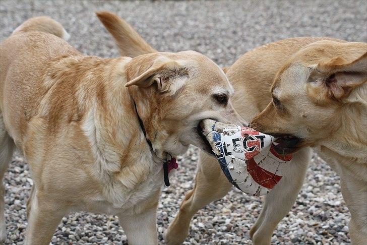 Blanding af racer Sille - Lad os lege med bolden, min søn (-: billede 11
