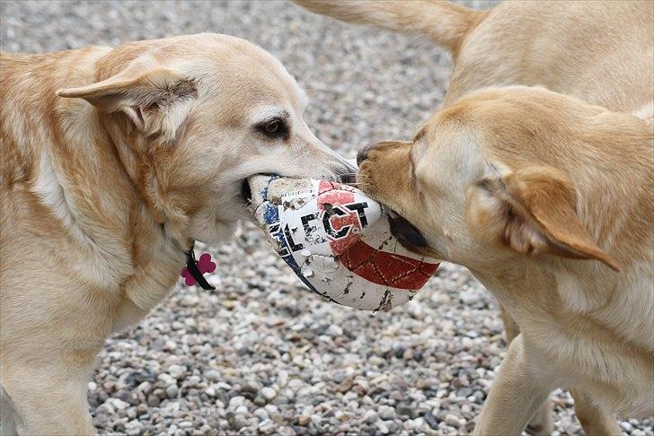 Blanding af racer Sille billede 12