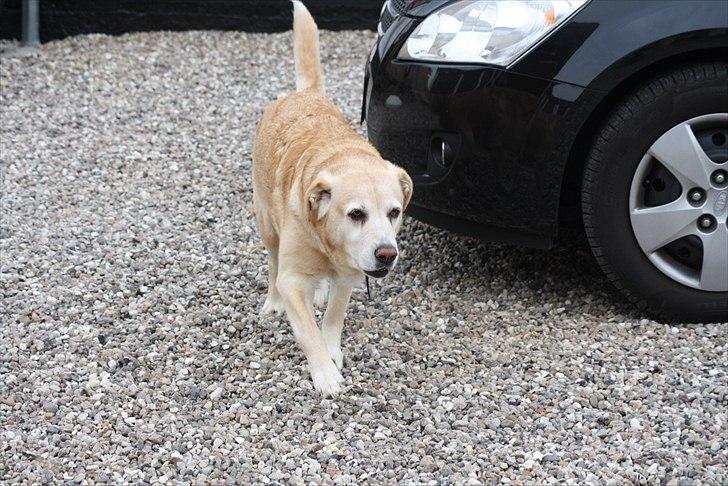 Blanding af racer Sille - Kom her Sille!! billede 14