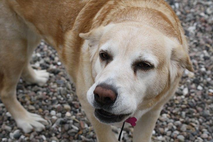 Blanding af racer Sille - Go' morhund... Giv hals! billede 15