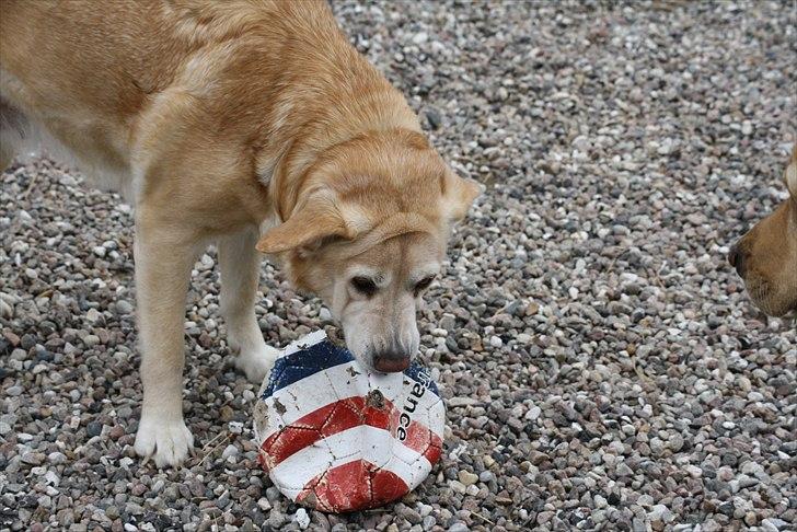Blanding af racer Sille - Morhund elsker bolden :D billede 16