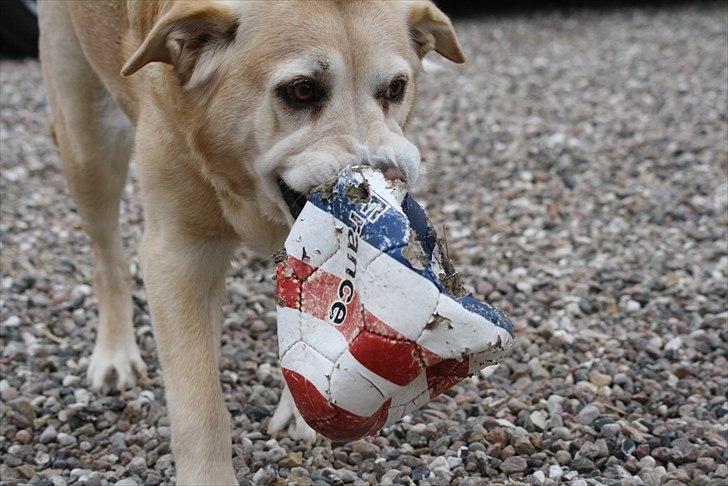 Blanding af racer Sille billede 17