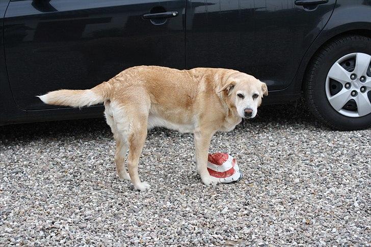 Blanding af racer Sille billede 18