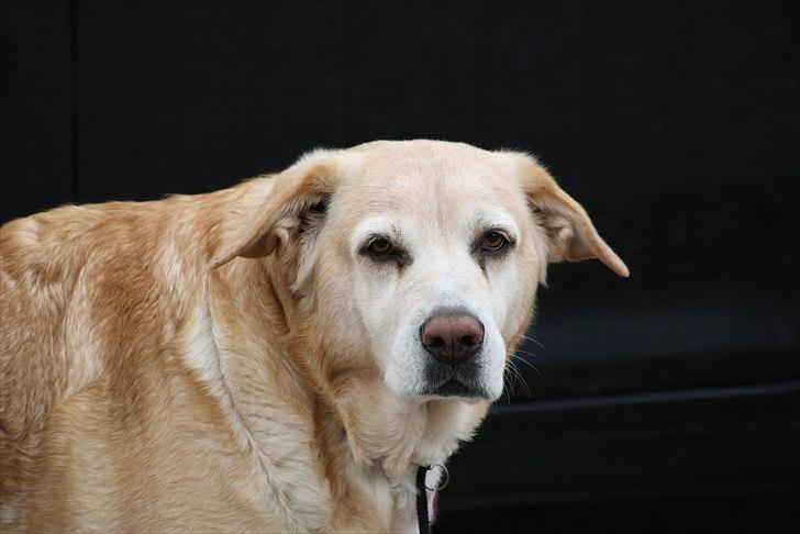 Blanding af racer Sille billede 19