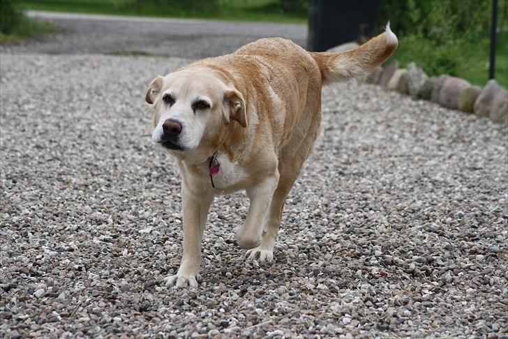 Blanding af racer Sille - Tak fordi du kiggede forbi :D  billede 21