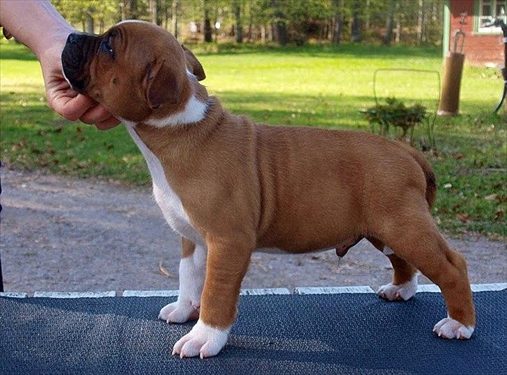 Staffordshire bull terrier Kronsäter's Garfield - Cooper - Cooper baby <3 billede 2