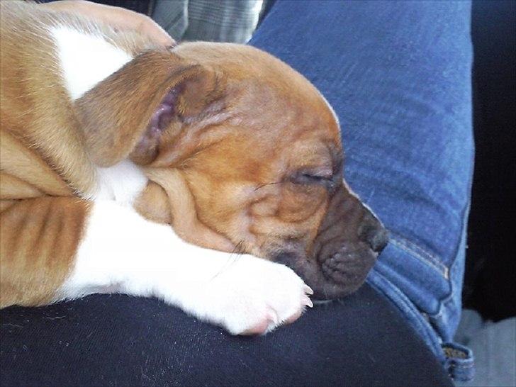 Staffordshire bull terrier Kronsäter's Garfield - Cooper - Sover på vejen hjem fra sverige :) billede 3
