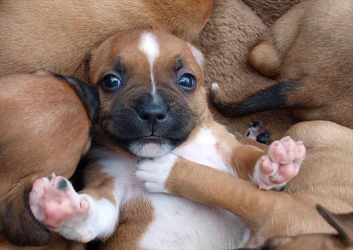 Staffordshire bull terrier Kronsäter's Garfield - Cooper - Bassen leger med hans søskende :) billede 4