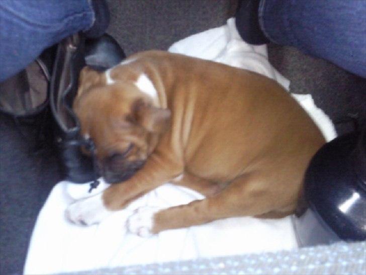 Staffordshire bull terrier Kronsäter's Garfield - Cooper - Sover igen på vejen hjem :) billede 8