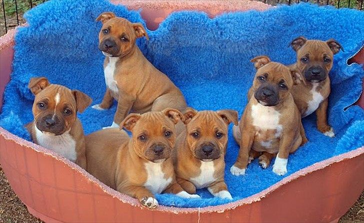 Staffordshire bull terrier Kronsäter's Garfield - Cooper - Hele kuldet :) billede 5