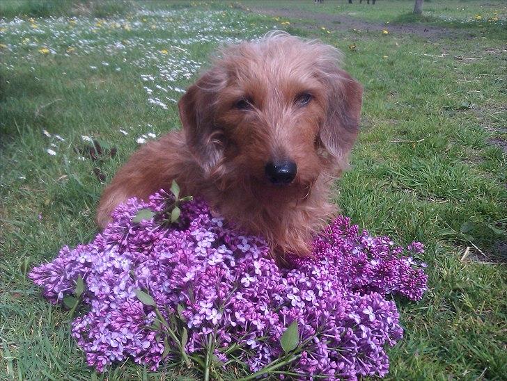 Gravhund Chessy - BLOMSTER!:-DD. billede 11