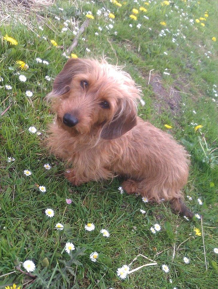 Gravhund Chessy - Udenfor:-). billede 12