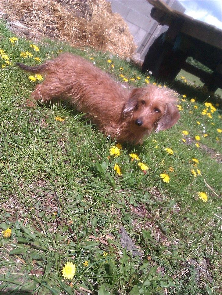 Gravhund Chessy - Hiiiiiih.(-; billede 13