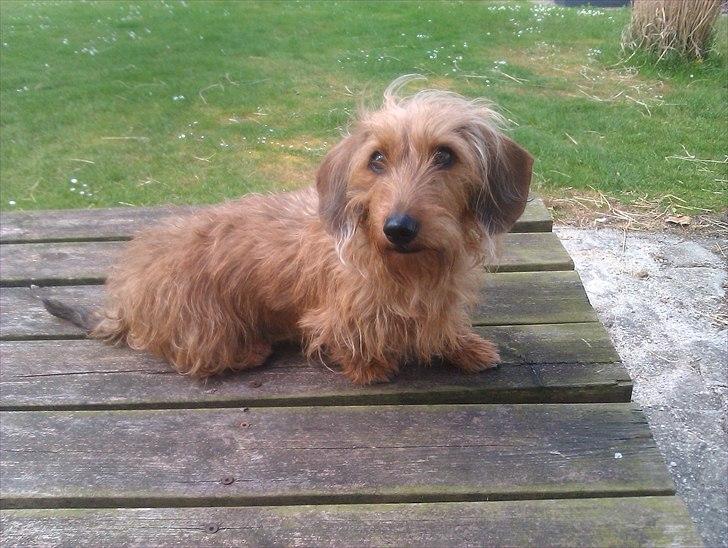 Gravhund Chessy - Chessy:-D. billede 14