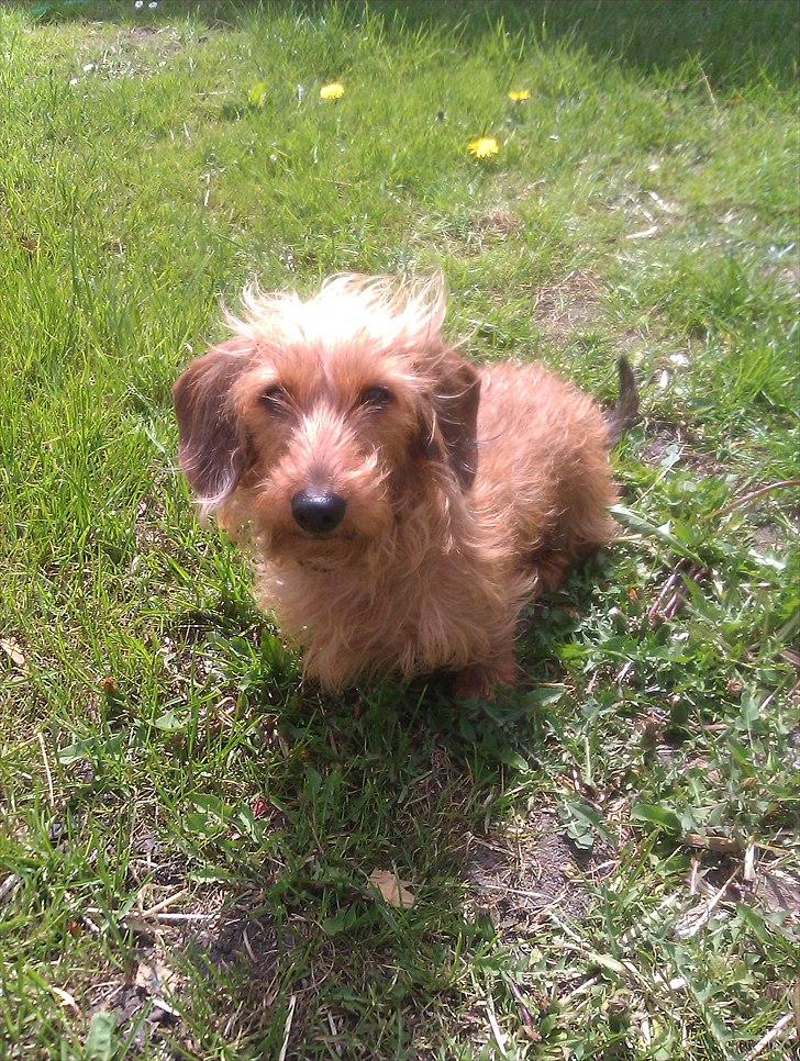 Gravhund Chessy - Det sq ikke for kønt!:-D. billede 15