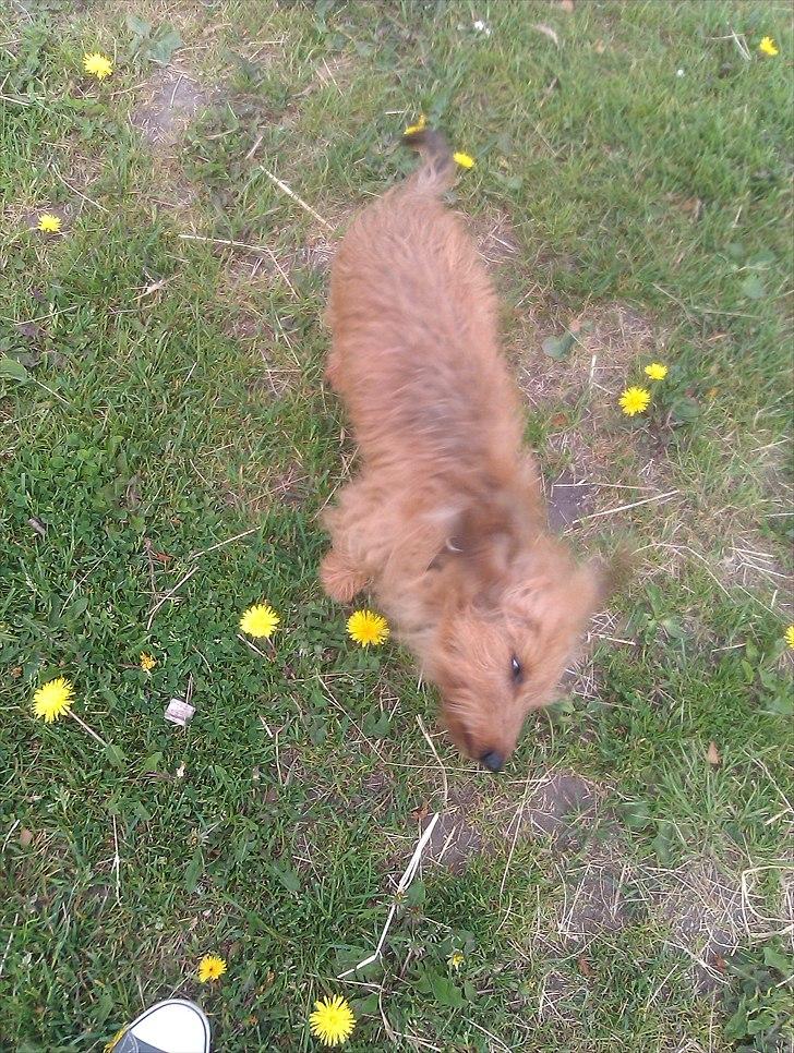 Gravhund Chessy - Chessy, når hun ikke er så køn.dx billede 17