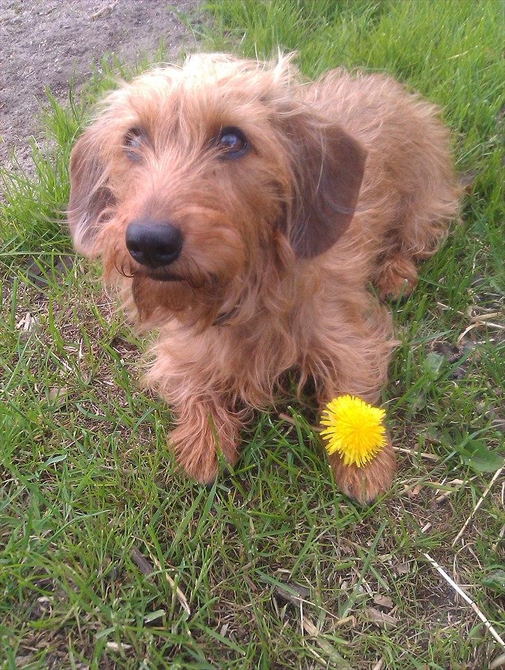 Gravhund Chessy - Chessy og en blomst:-). billede 18