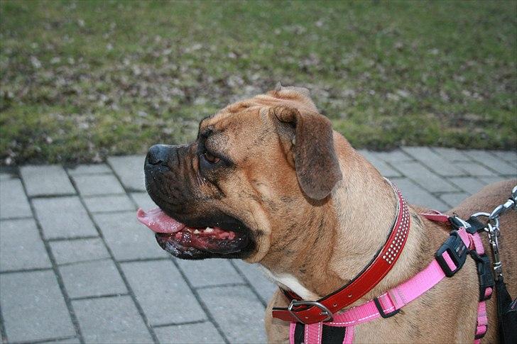 Olde english bulldogge Bullforce Luna Athlet "RIP" billede 5