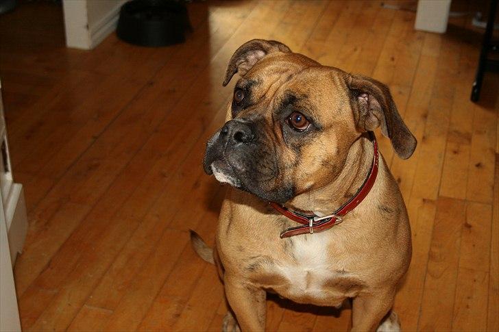 Olde english bulldogge Bullforce Luna Athlet "RIP" billede 6