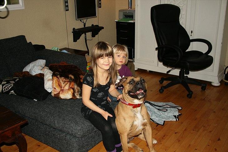 Olde english bulldogge Bullforce Luna Athlet "RIP" billede 7