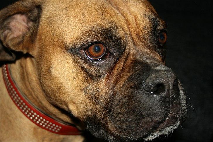 Olde english bulldogge Bullforce Luna Athlet "RIP" billede 8