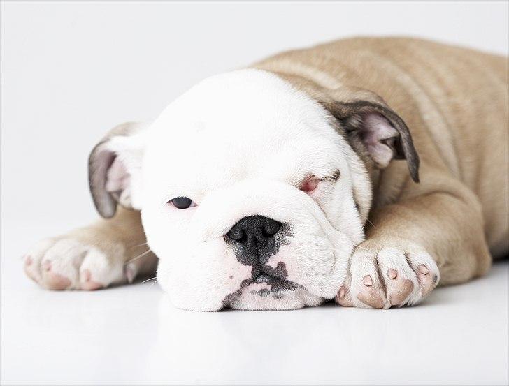 Engelsk bulldog Nala billede 6