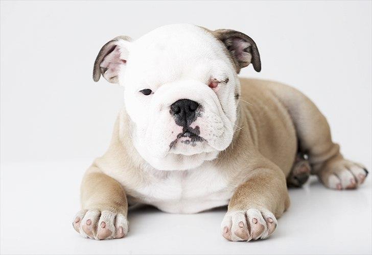 Engelsk bulldog Nala - Smukke Nala :)
Med et styks Cherry eyes billede 7
