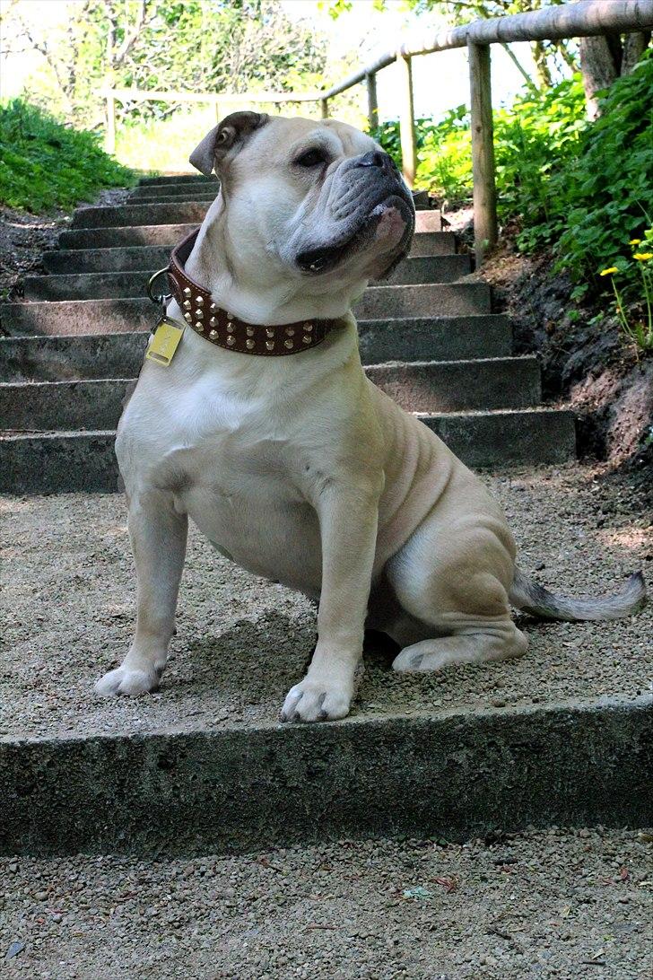 Olde english bulldogge Buffy's Junior billede 12