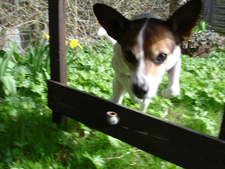 Dansk svensk gaardhund Kvik - Og han hopper lige over, da han finder ud af jeg har noget lækkert i hånden til ham :D billede 13