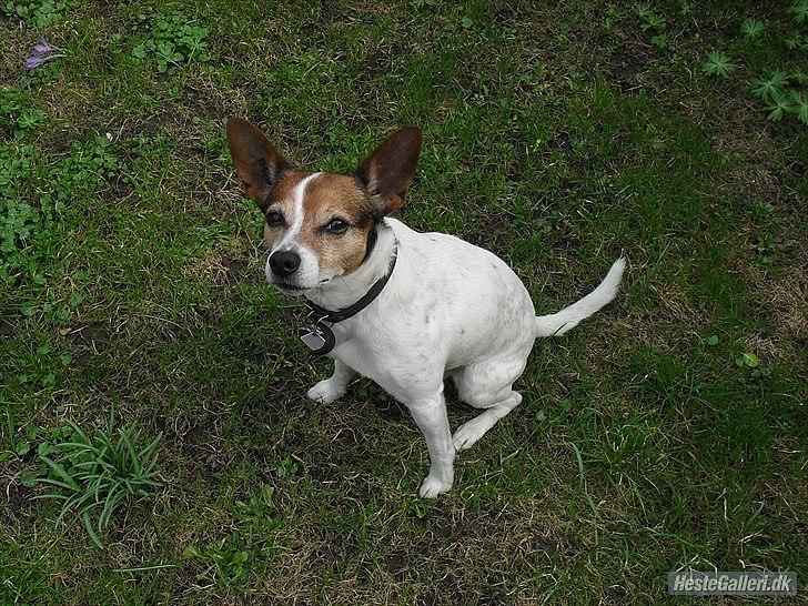 Dansk svensk gaardhund Kvik billede 15