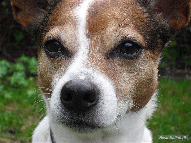 Dansk svensk gaardhund Kvik billede 16